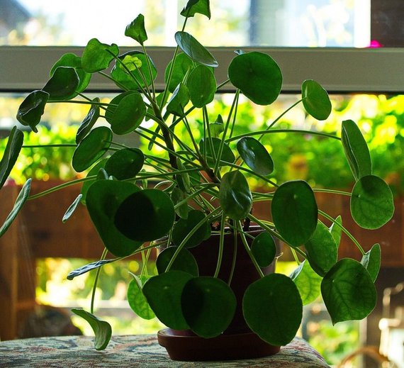 moneyplant