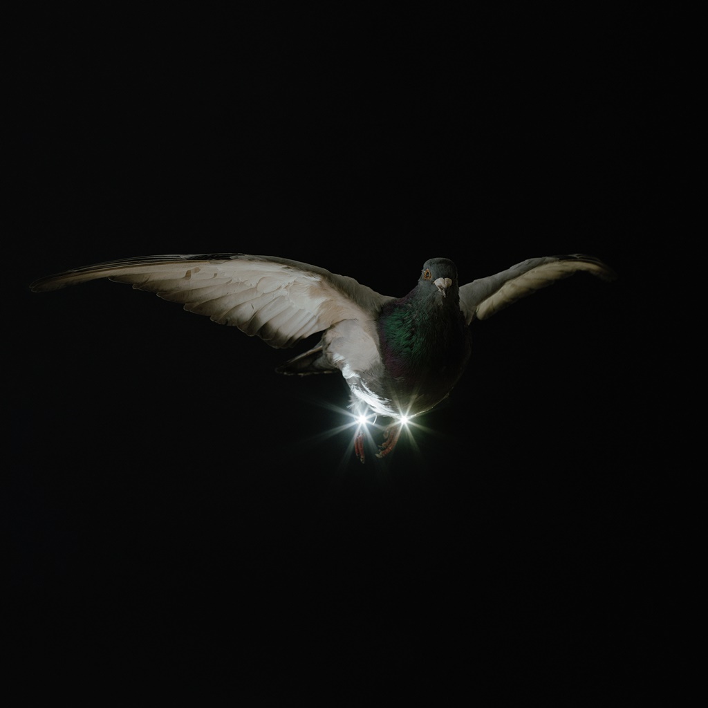 Pigeons night