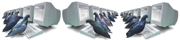 Google pigeon compute