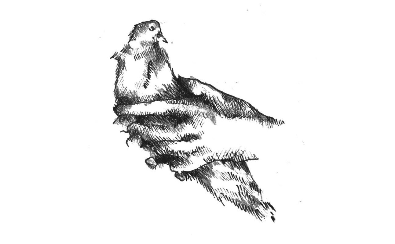 How to hold a pigeon.